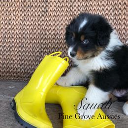 Australian Shepherd Puppies from Pine Grove Aussies