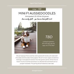 Aussiedoodle puppies from Sage & Paws Puppy co.