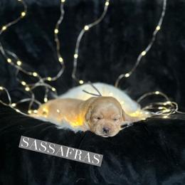 Sassafras - Yellow female Dilute Retriever puppy in Forest City, Iowa from Helm Labs