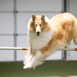 Collies from Morgan's Collies
