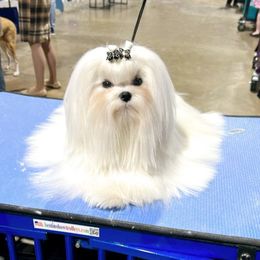 Maltese All Grown Up from Iron Angel Maltese