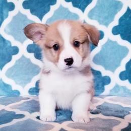 American Corgi and Pembroke Welsh Corgi Puppies from Whimsical Treasure Corgis