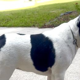 French Bulldogs from Whiskey Run French Bulldogs