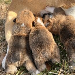 Pembroke Welsh Corgi Puppies from Hansen Corgis