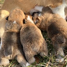 Pembroke Welsh Corgi Puppies from Hansen Corgis