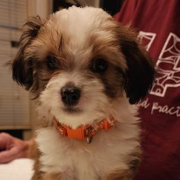 Barnabas - Papillon puppy from Kica Papillons