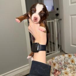 Beth - Red tri female Miniature Australian Shepherd puppy in Sweeny, Texas from Peach Creek Minis