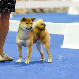 Diamond - Shiba Inu