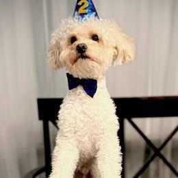 Frosty - Poodle