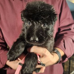 Haven (Pink) - Black female German Shepherd puppy in Columbus, Indiana from Stony Lonesome GSD