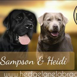 Dilute Retriever puppies from Hedge Lane Labradors
