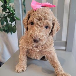 Coco (Tan Collar) - Apricot female Goldendoodle puppy in Lincoln, California from Lincoln Goldendoodles