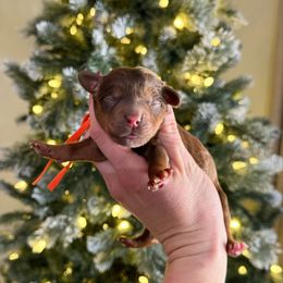 August (choc sable) - Sable male Bernedoodle puppy in Wamego, Kansas from Doodles of Oz