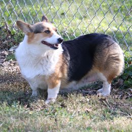CeCe - Pembroke Welsh Corgi