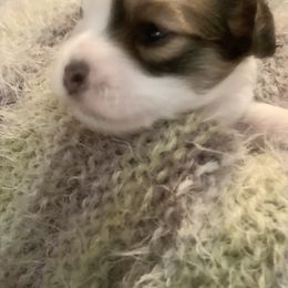 Coton de Tulear Puppies from Catawba Cotons