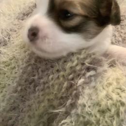 Coton de Tulear Puppies from Catawba Cotons
