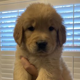 Golden Retriever Puppies from Rainy Day Goldens