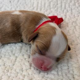 Merry - Tri-color female Cavalier King Charles Spaniel puppy in Katy, Texas from True Heart Cavaliers LLC