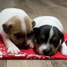 Jack Russell Terrier Puppies from Kilgus Jack Russell Terriers