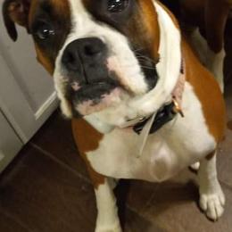 Boxer Puppies from Moody's Boxer's
