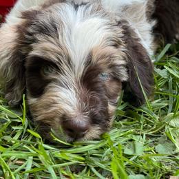 Jessie - Red merle female Aussiedoodle puppy in Churchville, New York from Bluebird Family Farm