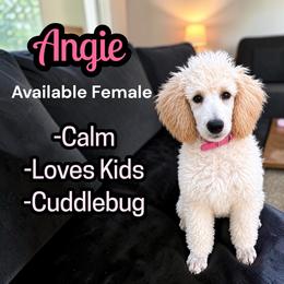 Angie - Cream female Poodle puppy in Baltimore, Maryland from Steinrock’s Standards