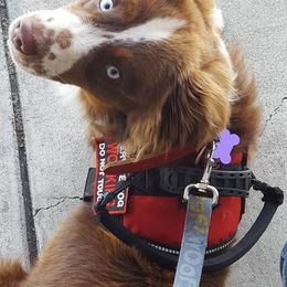 Australian Shepherds and Miniature Australian Shepherds from Skiba Aussies