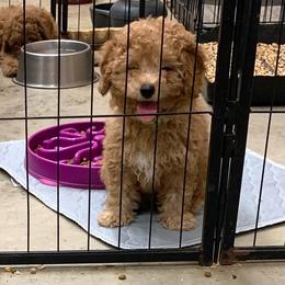 Jaxon - Red  male Poodle puppy in Nacogdoches, Texas from BA Mini Poodles