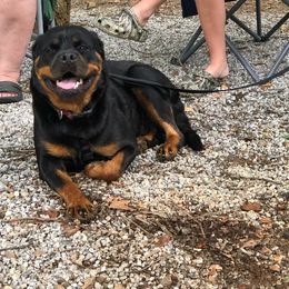 Rottweiler Puppies from Bronx Von Bridges Rottweilers