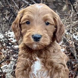 Blue Male - Apricot male Goldendoodle puppy in Great Falls, Montana from Montana Goldendoodles