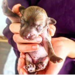 Boy 4 - male Chinese Crested puppy in Highland Park, Michigan from Family Kennel Dao Dog
