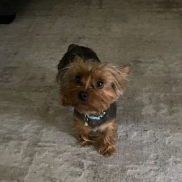 Yorkshire Terriers from Tomi’s Tiny Tot Yorkie Kennel and Stud Service
