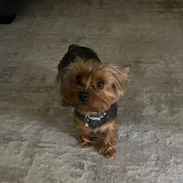 Yorkshire Terriers from Tomi’s Tiny Tot Yorkie Kennel and Stud Service