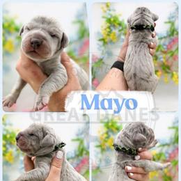 Mayo - Merle male Great Dane puppy in Sac City, Iowa from Northern Great Danes of Colorado & Iowa