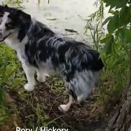 Miniature Australian Shepherd All Grown Up from Klatt's Mini Aussies