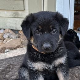 German Shepherd Puppies from Antler Ranch German Shepherd Dogs
