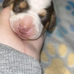 Dachshund Puppies from Dunham Dachshunds