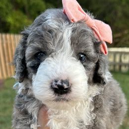 Girl 3 - Blue merle Bernedoodle puppy in Macon County, North Carolina from Mountain Doodles