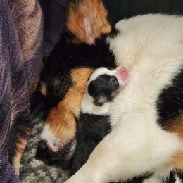 American Corgi and Pembroke Welsh Corgi Puppies from Nightstreak Corgis