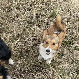 Jessie - Pembroke Welsh Corgi
