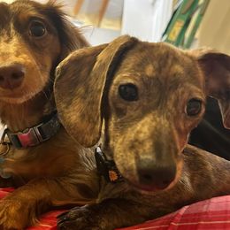 Letty - Dachshund