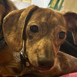Letty - Dachshund