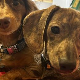 Letty - Dachshund