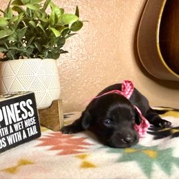 Black female - Black female Dachshund puppy in Winter Haven, Florida from Davidson's Dachshunds