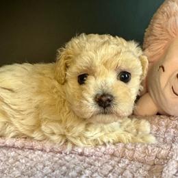 Maltipoo puppies from Petite Joie Puppies