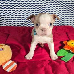 Indy - Lilac female Boston Terrier puppy in Millers Creek, North Carolina from Tumbling Shoals Hilltop Bostons