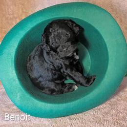Benoit - Black and white male Cockapoo puppy in Sunset, Louisiana from Cano Cockapoos