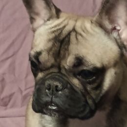 Girl 4 - Fawn and white French Bulldog puppy in Colorado from Imperial Frenchies of Colorado