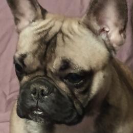 Girl 4 - Fawn and white French Bulldog puppy in Colorado from Imperial Frenchies of Colorado