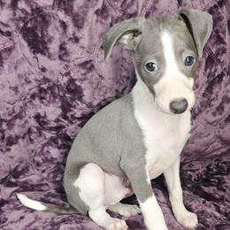Head Honcho - White and blue male Italian Greyhound puppy in Cadwell, Georgia from All The DoDa Day Italian Greyhounds